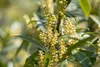 Prunus laurocerasus 'Otto Luyken', Kirschlorbeer, Produktbild-Vorschau 5