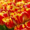 Tulipes Banja Luka bulbes de fleurs 50 pièces. Voir les images du produit 5