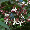 Losbaum - Clerodendrum trichotomum  | 40-50 cm in Container Produktbild-Vorschau 2