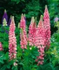 A close-up view of several pink lupine flowers in bloom, with some purple and light green lupines in the background. Produktbild-Vorschau