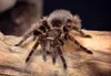 3 D Ansichtskarte Vogelspinne, Postkarte Wackelkarte Produktbild-Vorschau 1