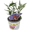 Buddleja Empire Blue - Cespuglio estivo di lilla/farfalle - Anteprima dell’immagine prodotto 5