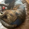 3er Pack Höschen Hundehose weibchen läufig Hündinnen mit Produktbild-Vorschau 4