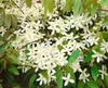 Clematis armandii, immergrün, weiß, 60–100 cm Produktbild-Vorschau 3
