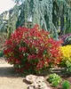 Photinia fraseri 'Red Robin', Glanzmispel, rot, 60–80 cm Produktbild-Vorschau 16