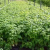 Schottische Himbeere Glen Coe dunkelviolette aromatische Produktbild-Vorschau 3