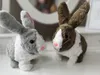 Interaktywny Zwierzaczek Chrupaczek Kicający Królik + Podgląd zdjęcia produktu 7