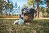 Ruffwear Hundespielzeug Morel™ Blue Prism Produktbild-Vorschau 3