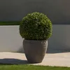A spherical green plant in a gray pot on a paved surface with grass in the foreground and a wall in the background. Produktbild-Vorschau