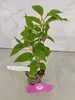 Sada 4 bobúľ kivi - Actinidia arguta 'Weiki' - Samčie Náhľad obrázku produktu 3