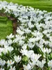 Krokus Jeanne d'Arc, witte bloembollen, 50 stuks. Productafbeelding-voorbeeld 5