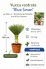 Yucca rostrata 'Blue Swan' ca. 100 cm – winterharte Produktbild-Vorschau 3
