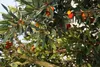 A close-up view of an Arbutus unedo tree branch with green leaves and red and yellow fruits. Náhľad obrázku produktu