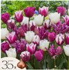 Tulpe Pastel Mix (40 Stück) | Tulpenzwiebeln von Jub Produktbild-Vorschau 2
