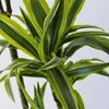 Dracena - Dracaena 'Lemon Lime' - Wysokość 130-140cm - Podgląd zdjęcia produktu 3
