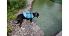 Dog Swimmer Schwimmweste für Hund blau, S Produktbild-Vorschau 2