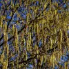 2 x  Haselnuß-Strauch - Corylus avellana  | 60-80 cm in Produktbild-Vorschau 2