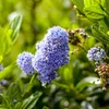 Green boutiQ - Arbre sur tige - Ceanothus impressus Voir les images du produit 4