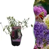 Green boutiQ - Vlinderstruik - Buddleja davidii Tricolour - Voir les images du produit 2