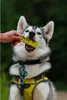 NAP Proteïne-reep voor honden, 50g - met kip Productafbeelding-voorbeeld 3