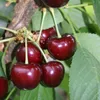 A close-up of several ripe cherries on a tree branch. Produktbild-Vorschau