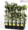 Clematis armandii Anteprima dell’immagine prodotto 1