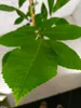 Carya illinoinensis, pekanový orech, výška 90 cm, 3-litrový Náhľad obrázku produktu 3