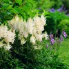 6x Astilbe (A) Astary White P9H20 Produktbild-Vorschau 1