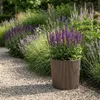 Capi Europe - Gefäß konisch Groove NL - Schwarz - 45x41 - Produktbild-Vorschau 3