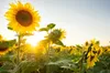 Mynatura  Sonnenblumenkerne, geschält 1Kg 1 Beutel Produktbild-Vorschau 3