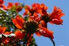 SAFLAX  - Tulipier du Gabon - 30 graines - Spathodea Voir les images du produit 6