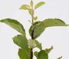 Malus domestica 'Sweet Summer'® spezieller Apfelbaum - Höhe Produktbild-Vorschau 3