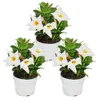 Dipladenia - Chilenischer Jasmin - 10cm Topf - Set mit 3 Produktbild-Vorschau 1