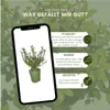 Plants by Frank | Stechpalmen Hecke | Ilex Crenata 'Jenny' Produktbild-Vorschau 5