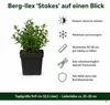 Stauden Gänge 5 x Ilex crenata 'Stokes' - Niedriger Berg Produktbild-Vorschau 8