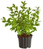 Dehner Heidelbeere Hortblue Petite®, süsse blaue Früchte, Produktbild-Vorschau 2