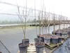 Indianerbanane 180 cm Asimina triloba Sunflower Papau Produktbild-Vorschau 4