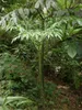 Amorofallo (Amorphophallus gigas)  - 1 seme germogliato Anteprima dell’immagine prodotto 3