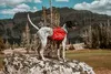 Kurgo Hunde-Rucksack Baxter M Rot Produktbild-Vorschau 12