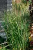 Panicum virgatum 'Northwind', Rutenhirse, aufrecht, 3-5 Produktbild-Vorschau 16