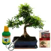 Bonsai - Ulmus parviflora - ca. 12-15 Jahre - 30cm Schale - Produktbild-Vorschau 1