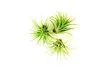 Gardners Tillandsia ionantha green Náhled obrázku produktu 3