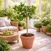 Citrus latifolia 120-140 - Świeża limonka perska | Limonka Podgląd zdjęcia produktu 3