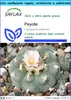 SAFLAX Set regalo - Peyote - 20 semi - Lophophora Anteprima dell’immagine prodotto 1