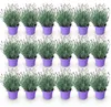 GreenboutiQ - Gartenpflanze - Lavandula angustifolia Produktbild-Vorschau 1