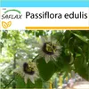SAFLAX Darčeková sada - mučenka - Passiflora edulis - 40 Náhľad obrázku produktu 8