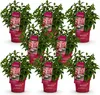 Hydrangea panniculata Groundbreaker Ruby - Hortensja - Podgląd zdjęcia produktu 2