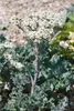 Crambe maritima, Meerkohl, essbar, ca. 11x11 cm Topf Produktbild-Vorschau 6