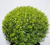 Ilex crenata Glorie Gem Kugel japanische Stechpalme Produktbild-Vorschau 1