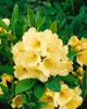 Rhododendron yakushimanum 'Flava', gelb, 40–50 cm Produktbild-Vorschau 10